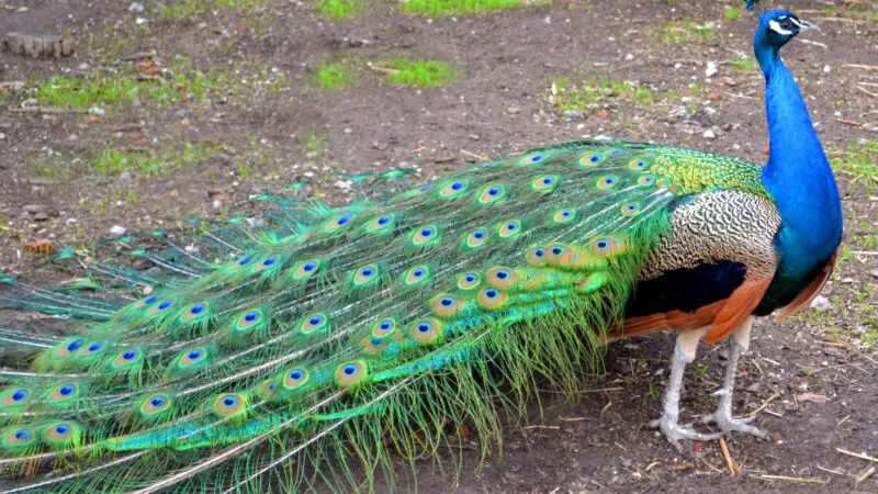 What Month Do Peacocks Start Laying