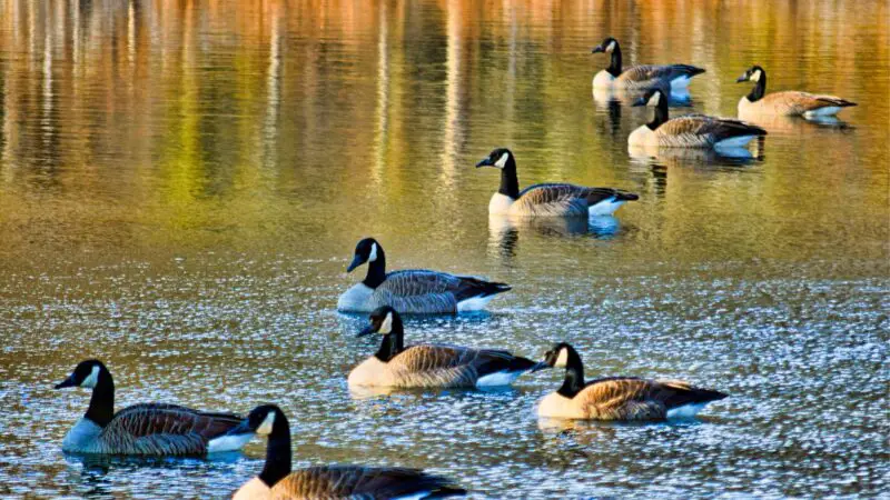 What Should You Not Feed Geese