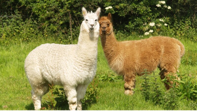 What's the Difference Between a Llama and an Alpaca