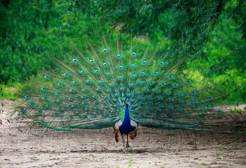 When Do Peacocks Lay Eggs