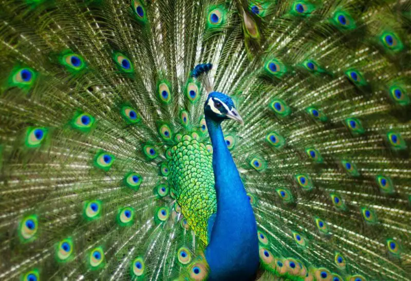 When Do Peacocks Shed Their Feathers