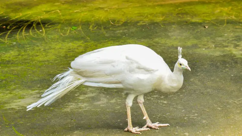 Where Can You Find White Peacocks