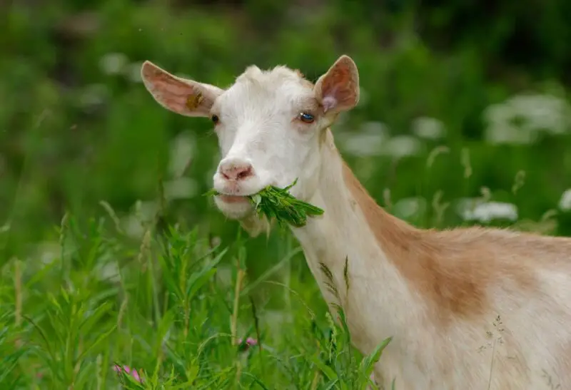 Your Goats’ Daily Diet, Food, and Supplement